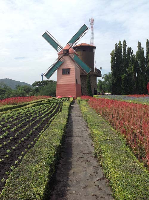 silverlake vineyard windmill 3