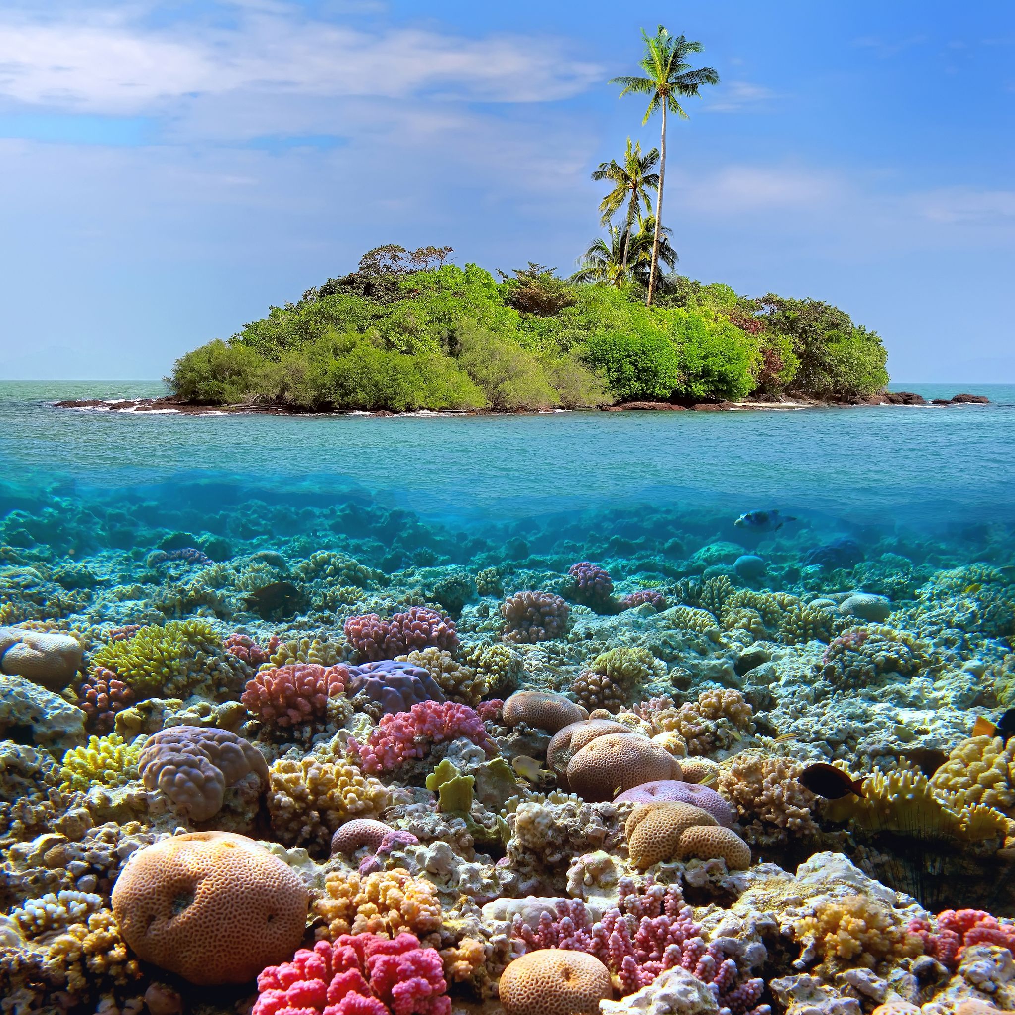 Coral island
