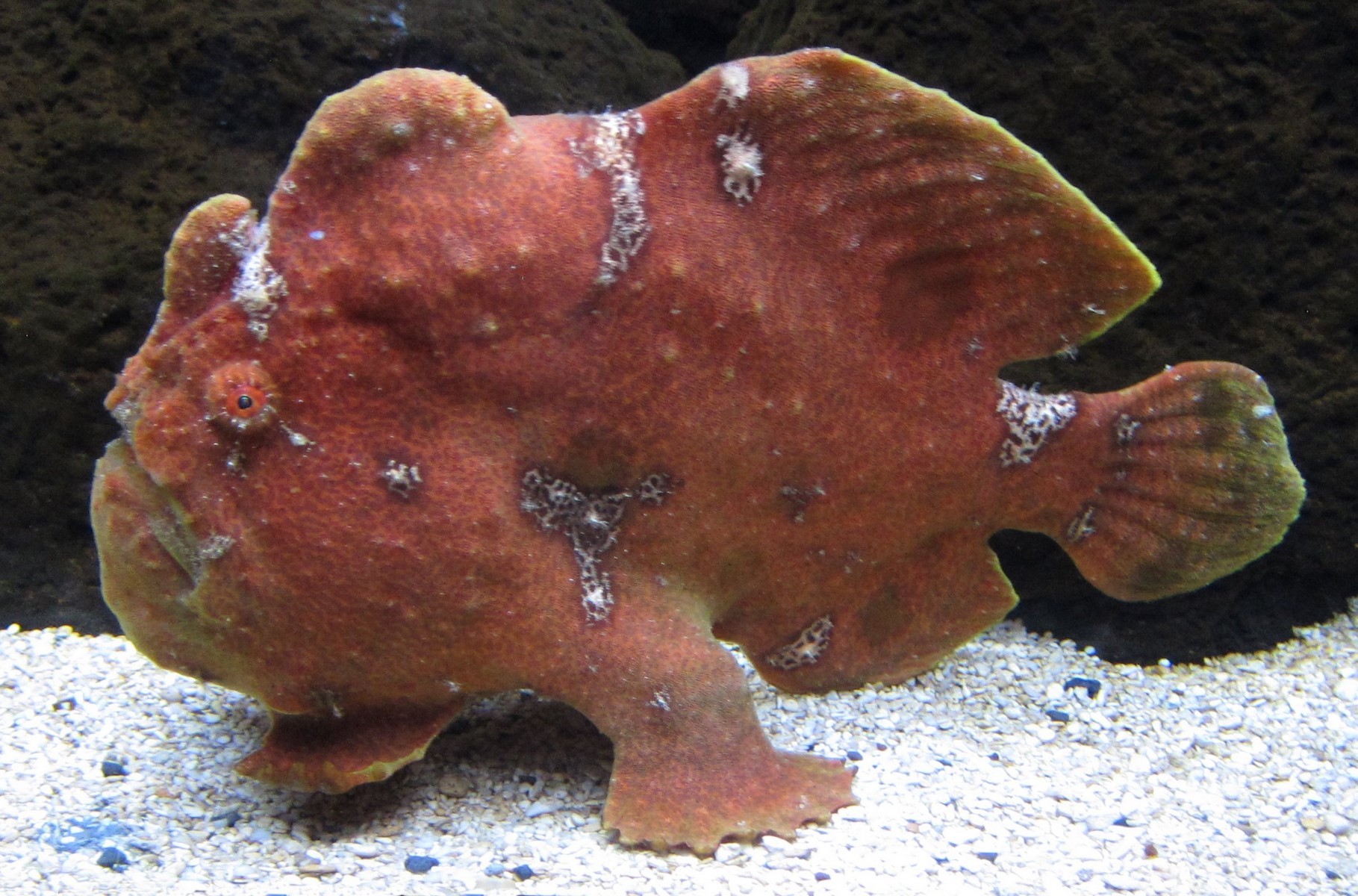 Commerson`s frogfish