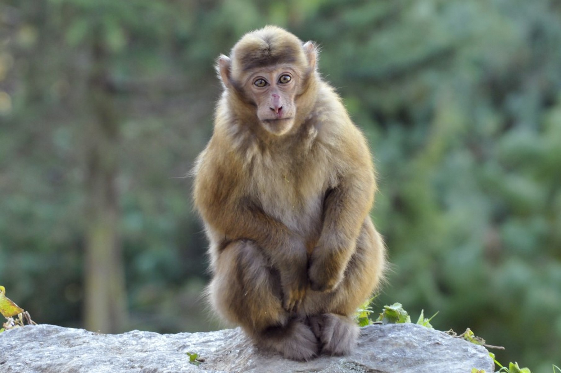 Assam macaque