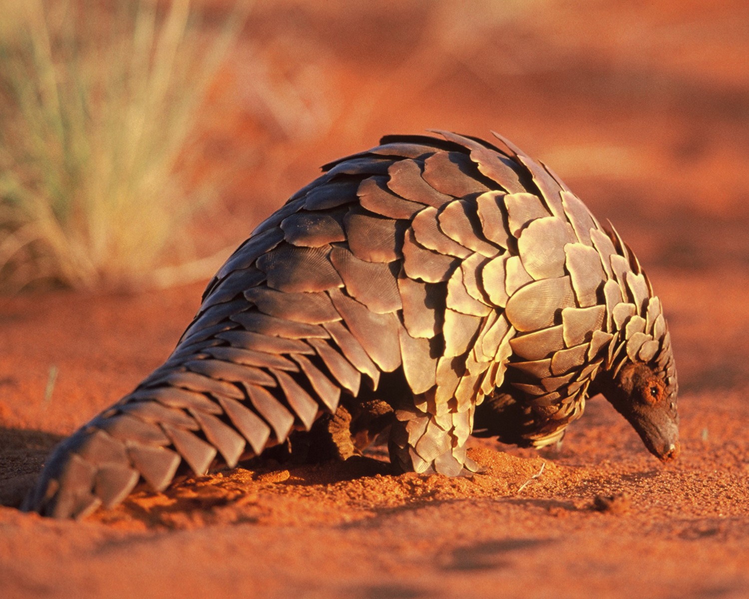 Pangolin