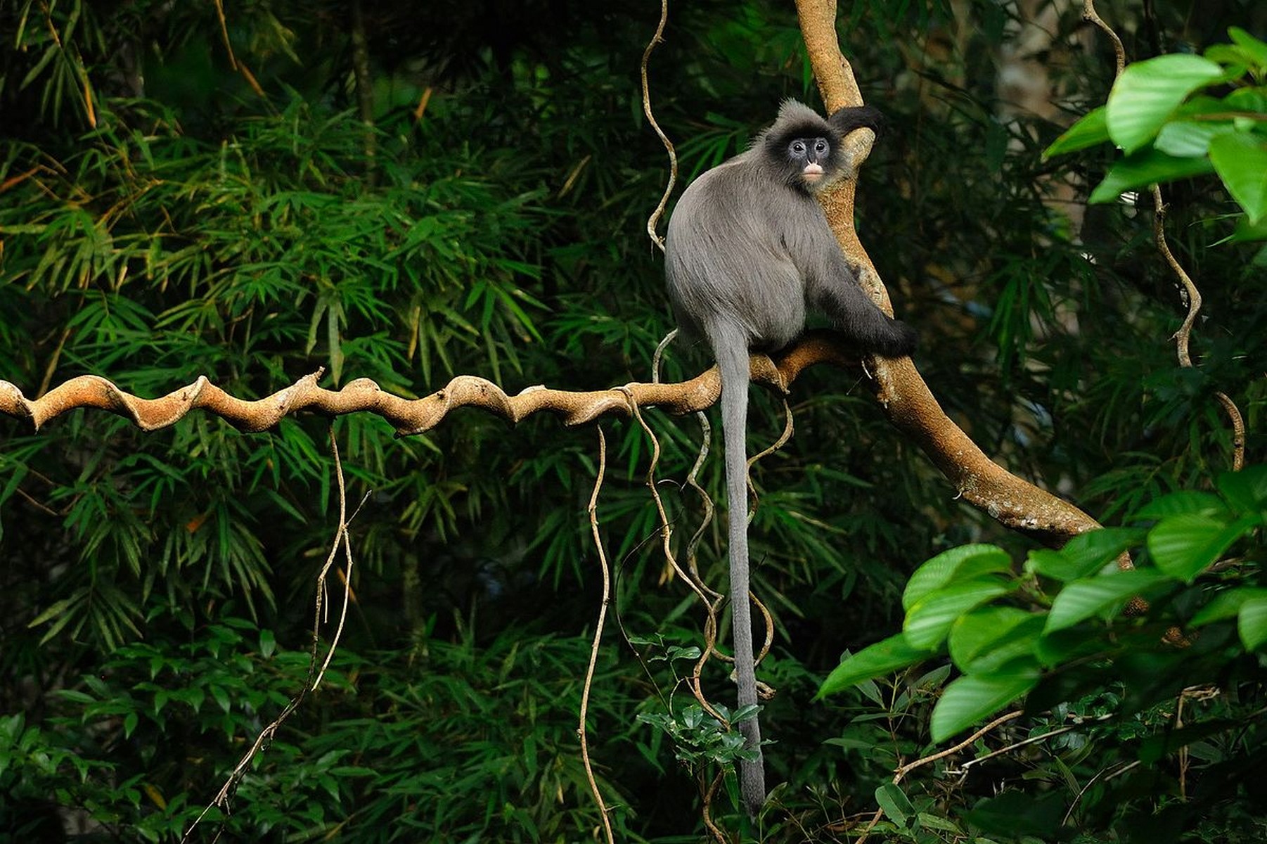 Phayer`s Langur