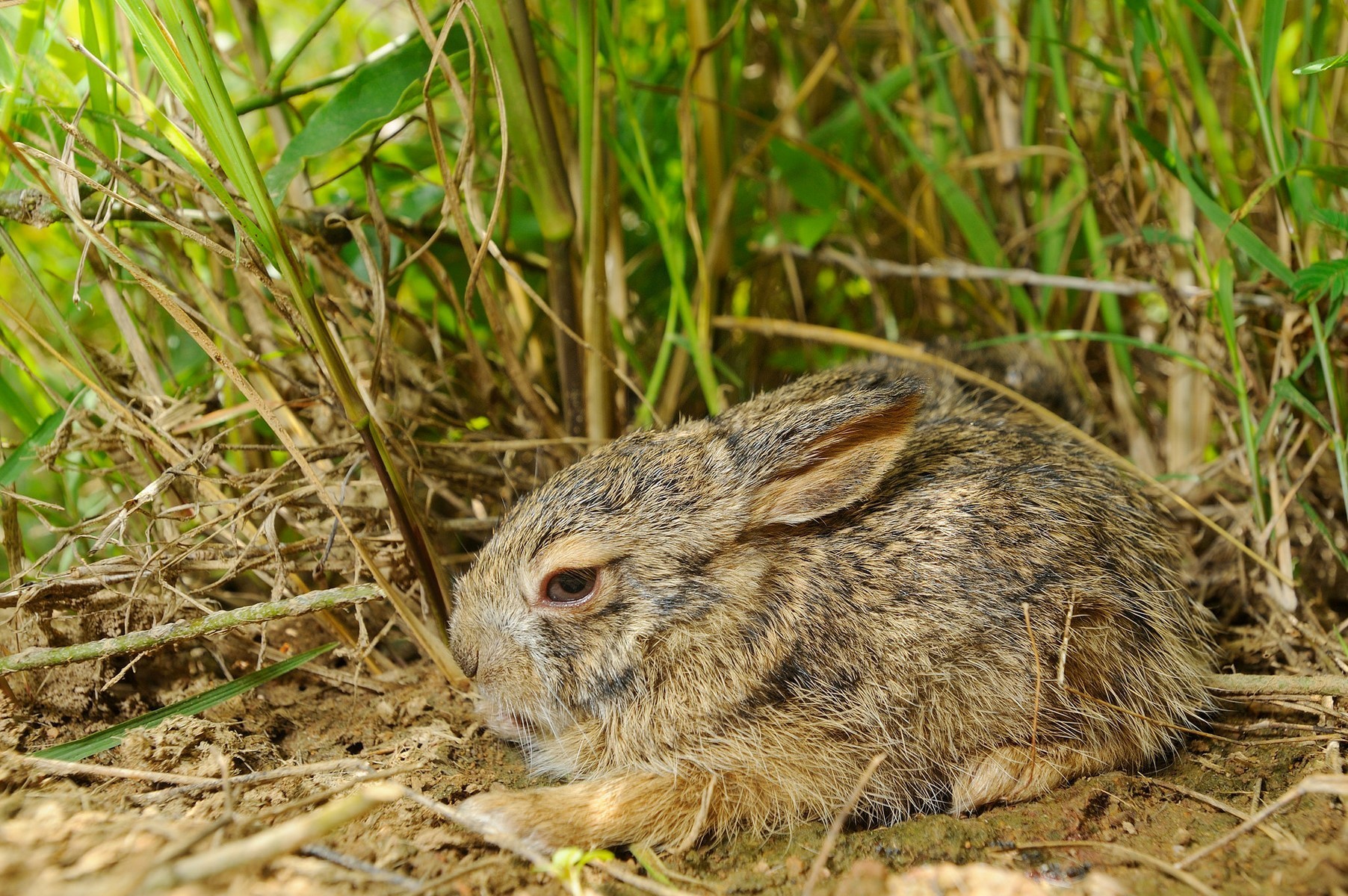 Siamese Hare