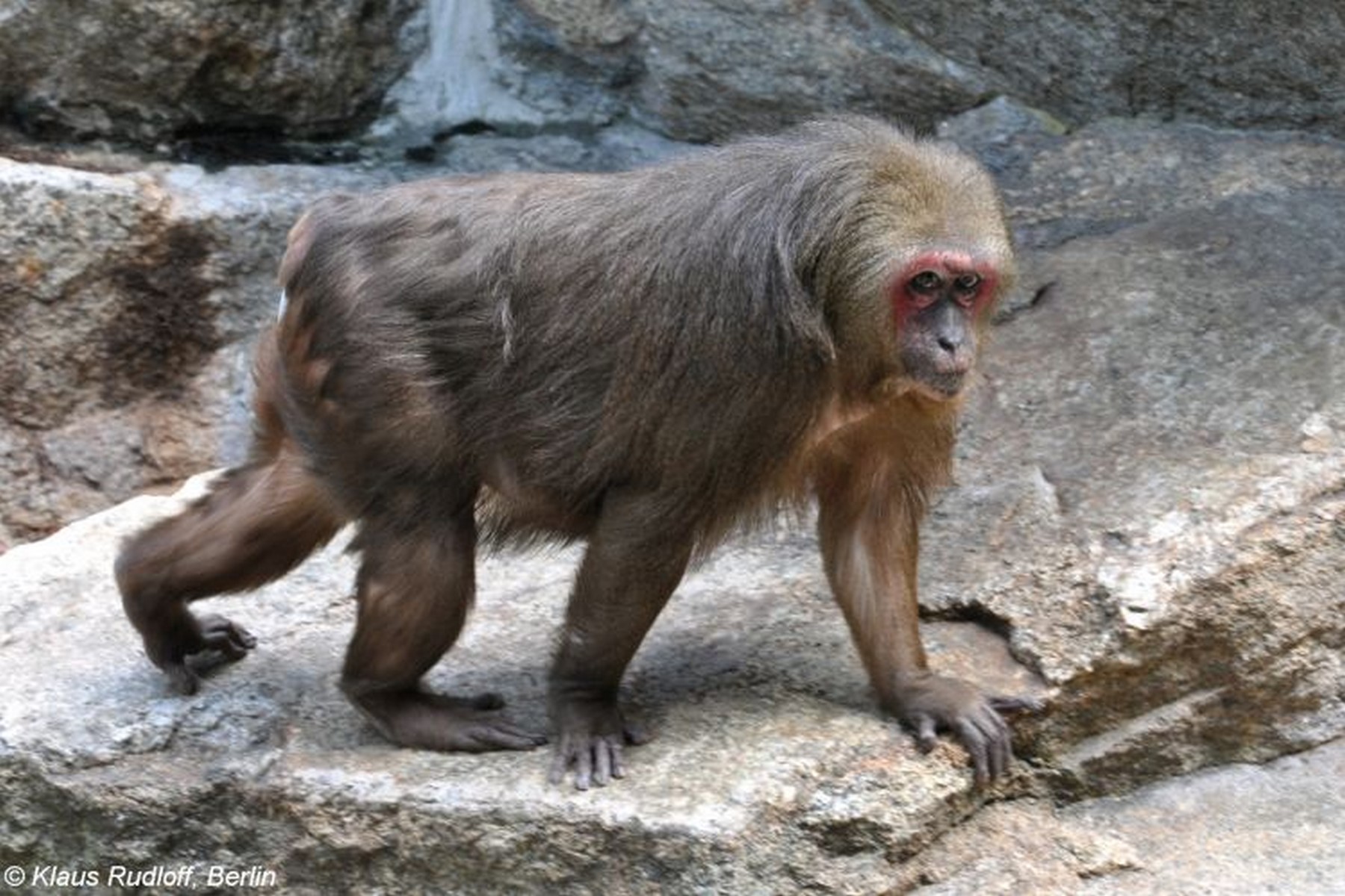 Stump tailed macaques