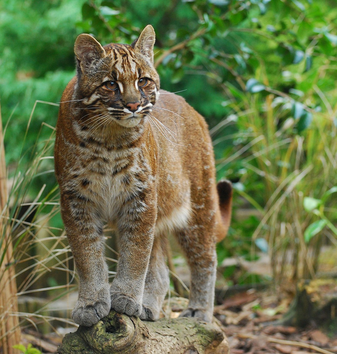 asian golden cat