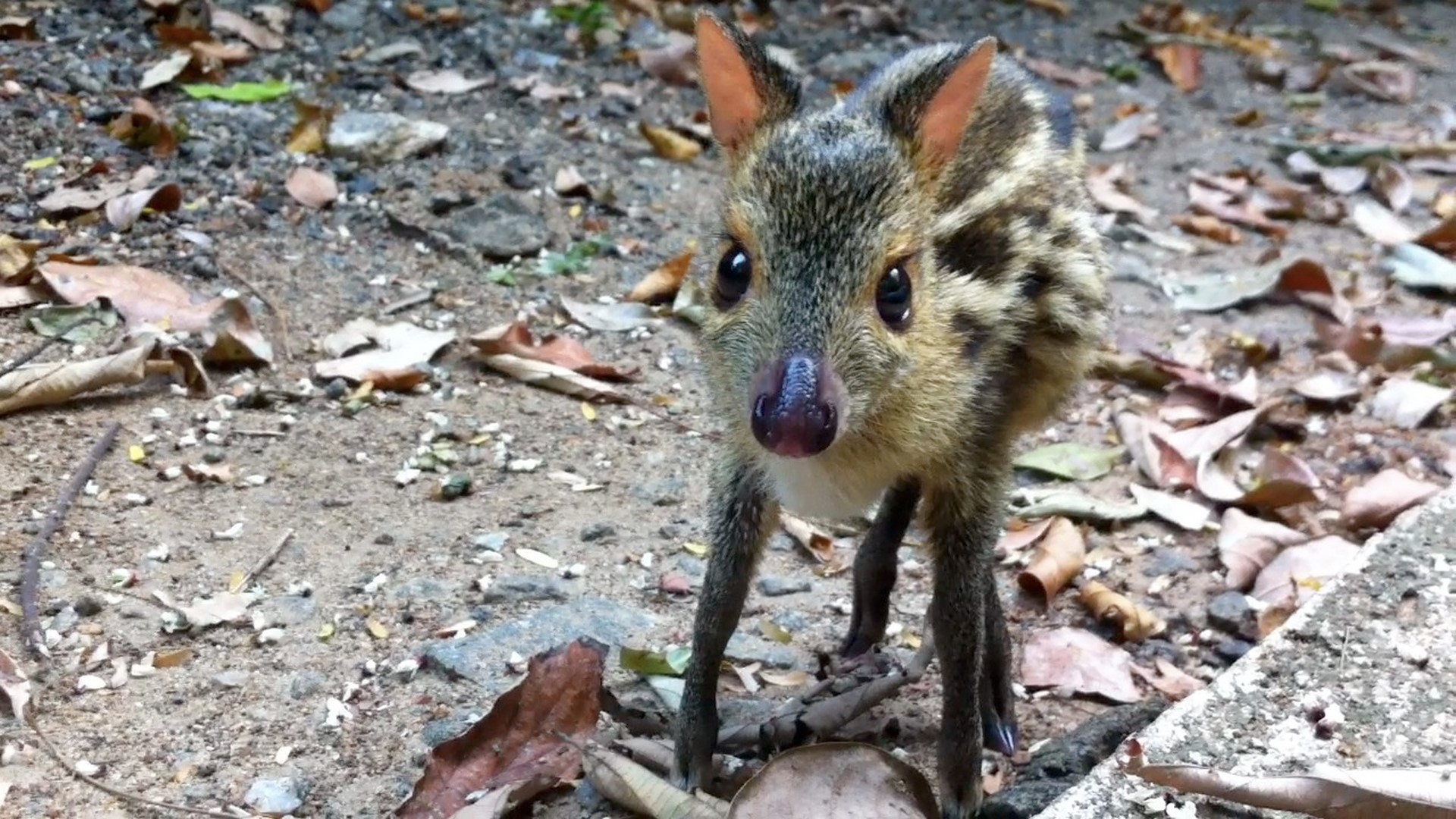 chevrotain