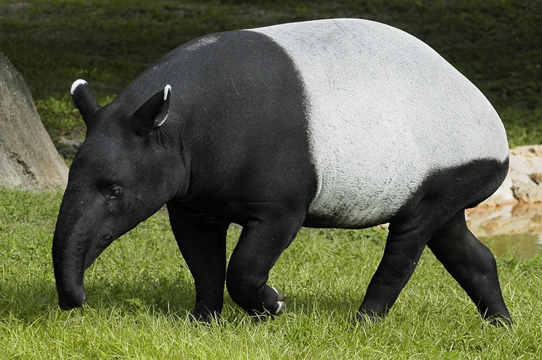 malayan tapir