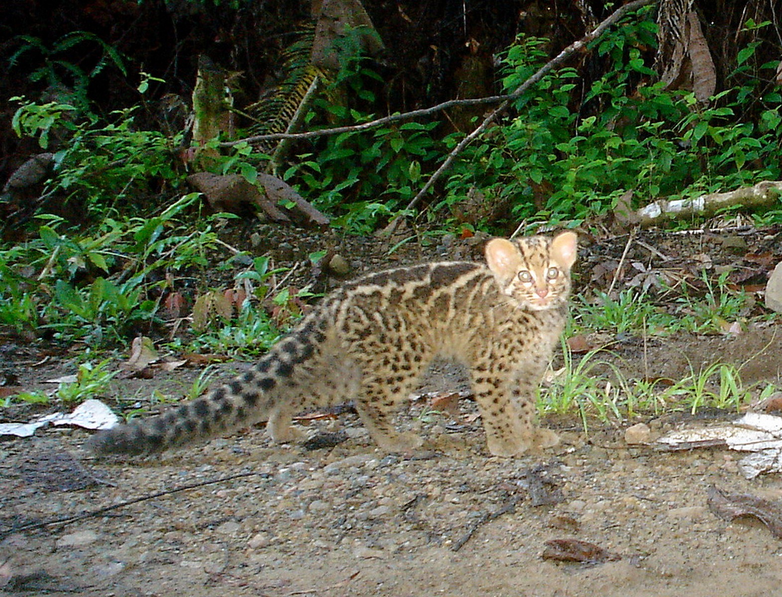 marbled cat