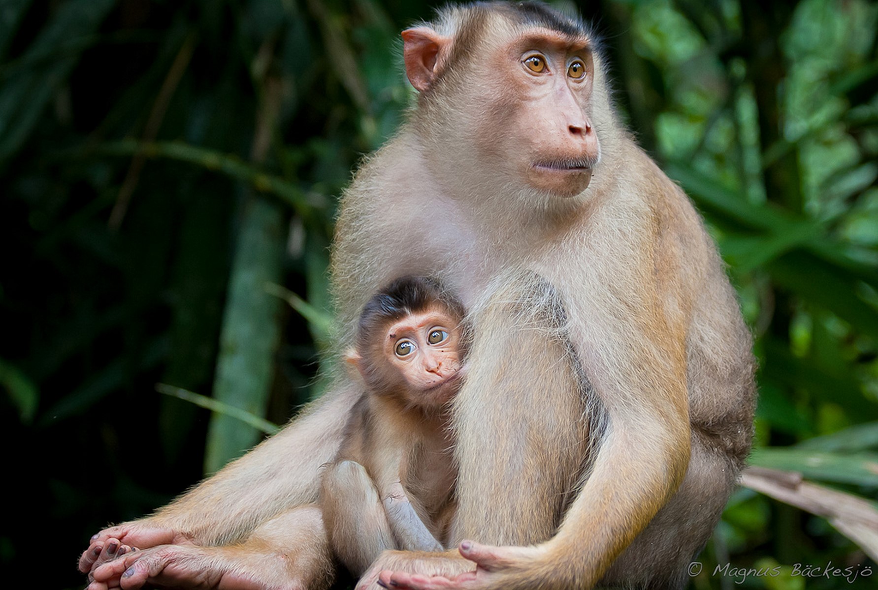 pig tail macaque