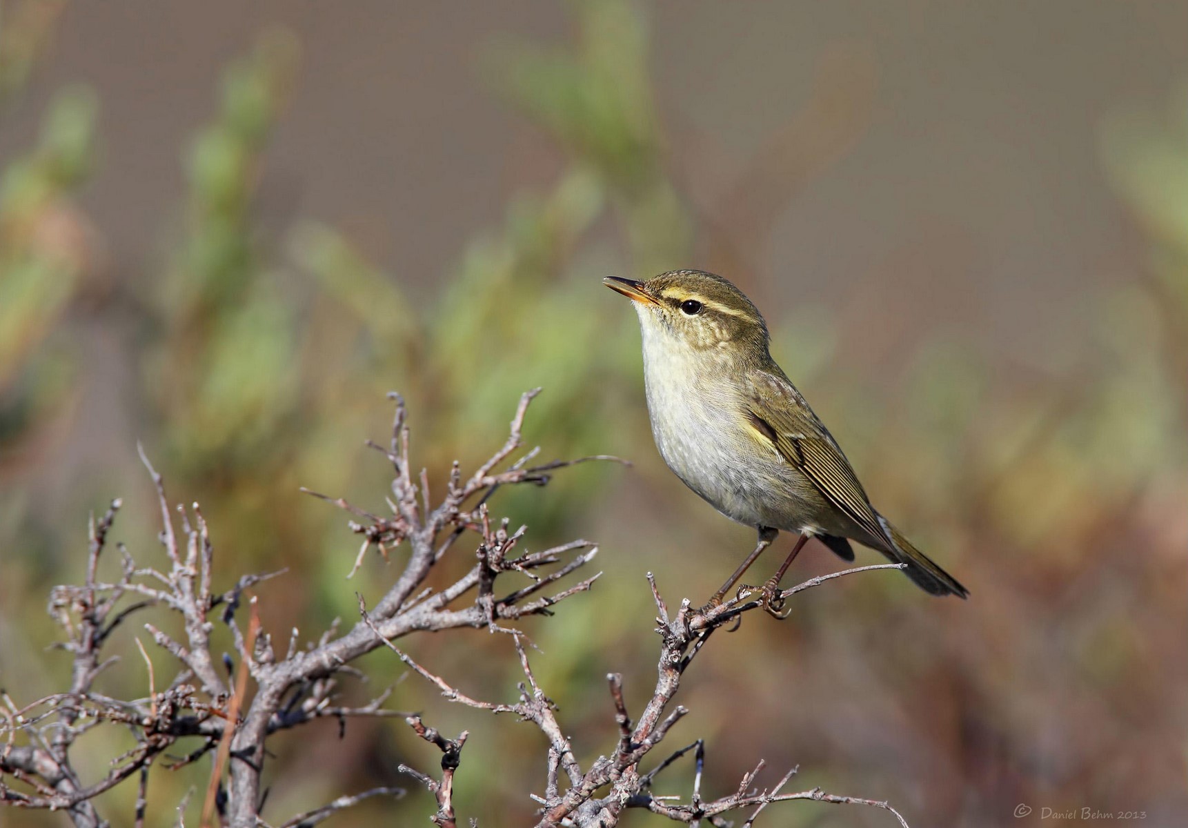 Artic warbler