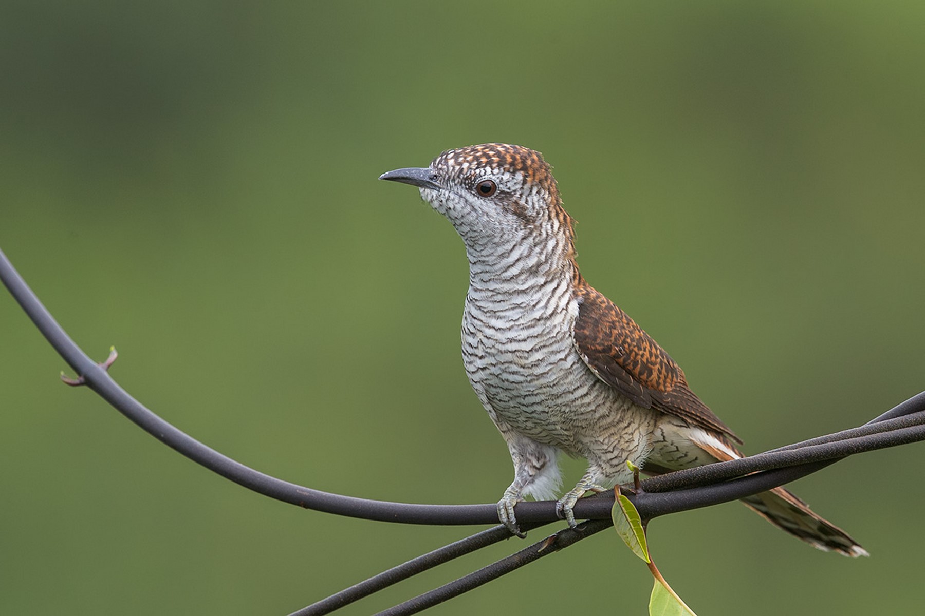 Banded Bay Cuckoo 