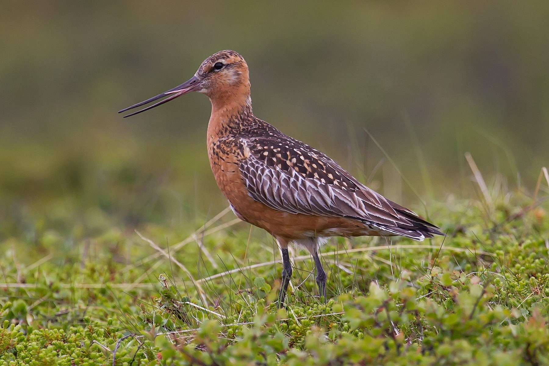 Bar tailed Godwit