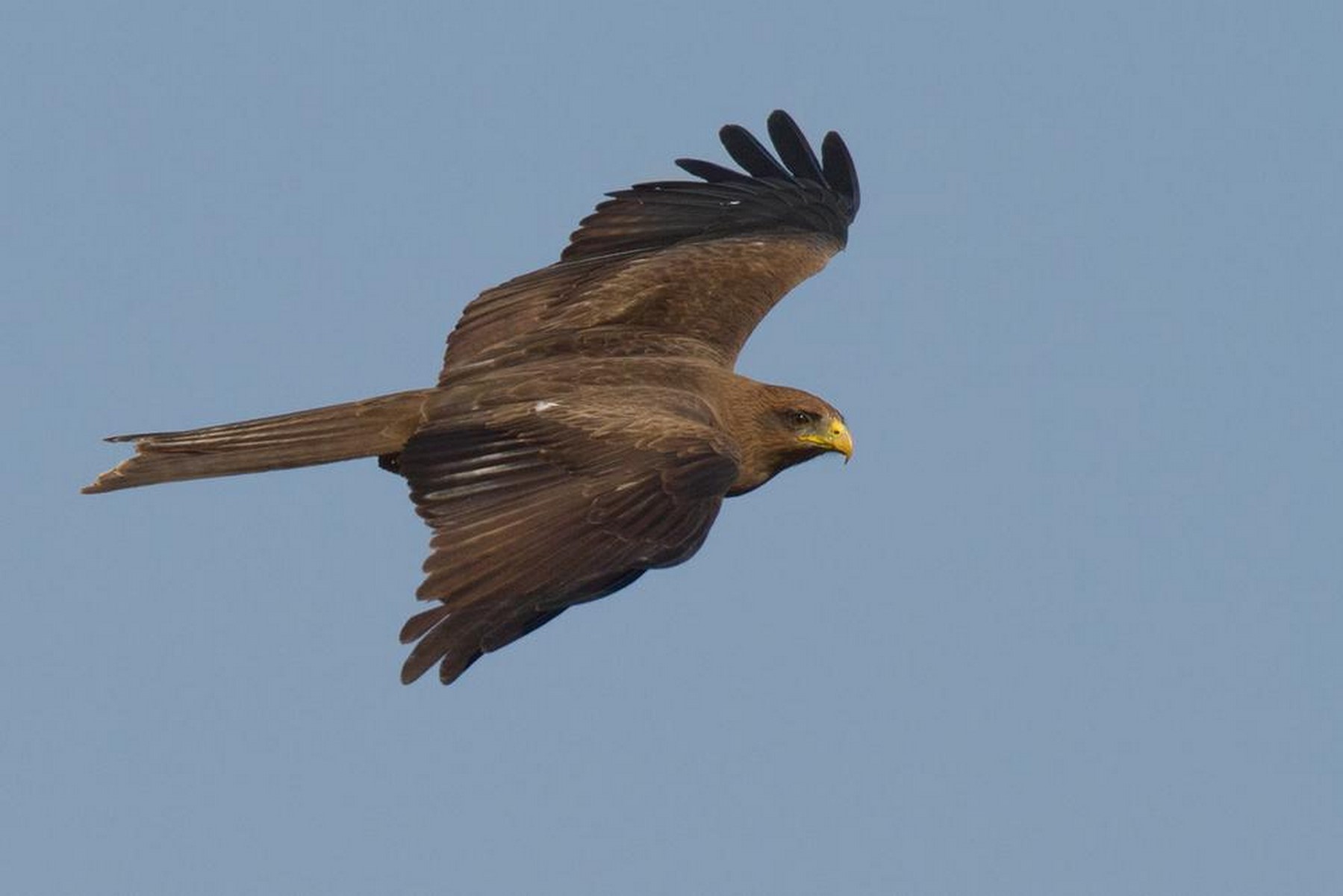 Black kite