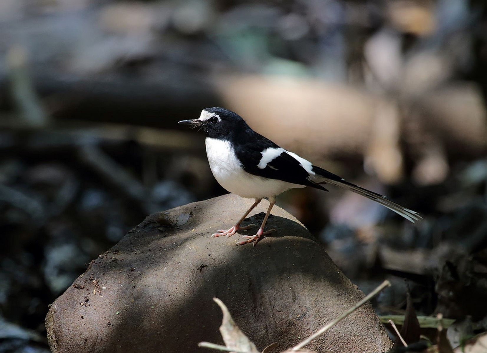 Black backed Forktail