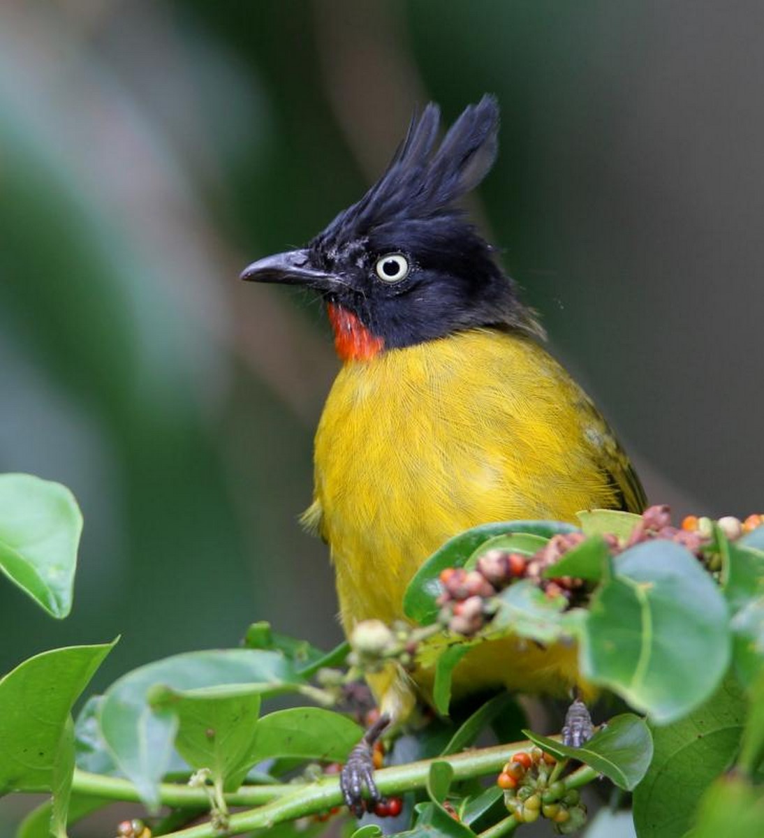 Black creasted bulbul