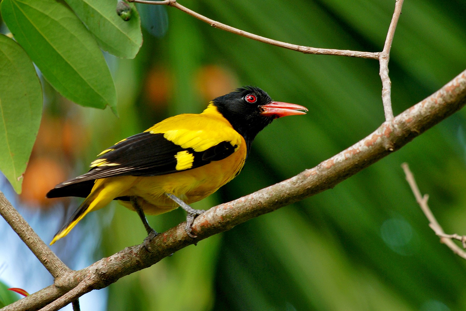 Black hooded Oriole