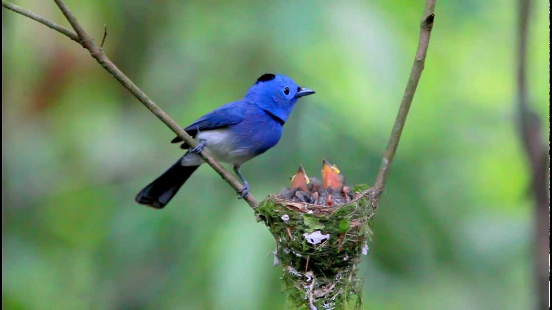 Black naped Monarch