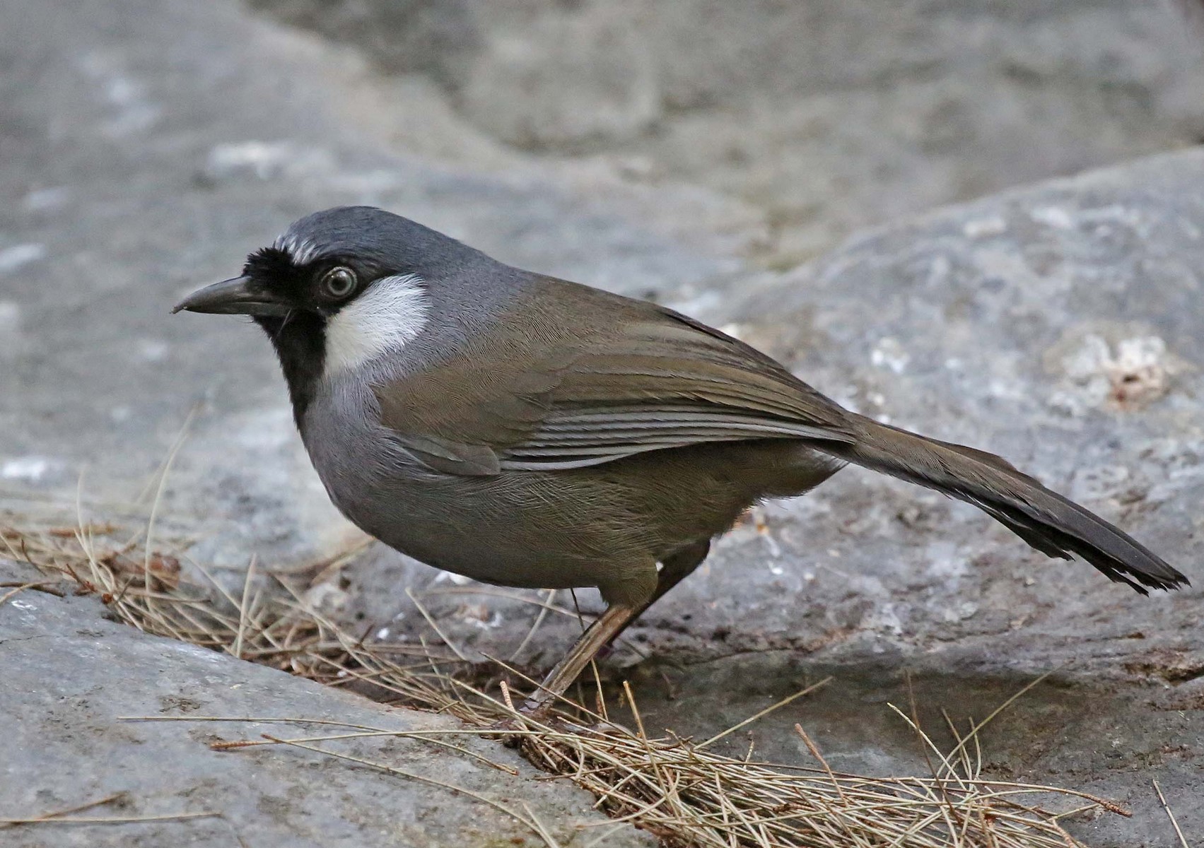 Black throated laughingthrush