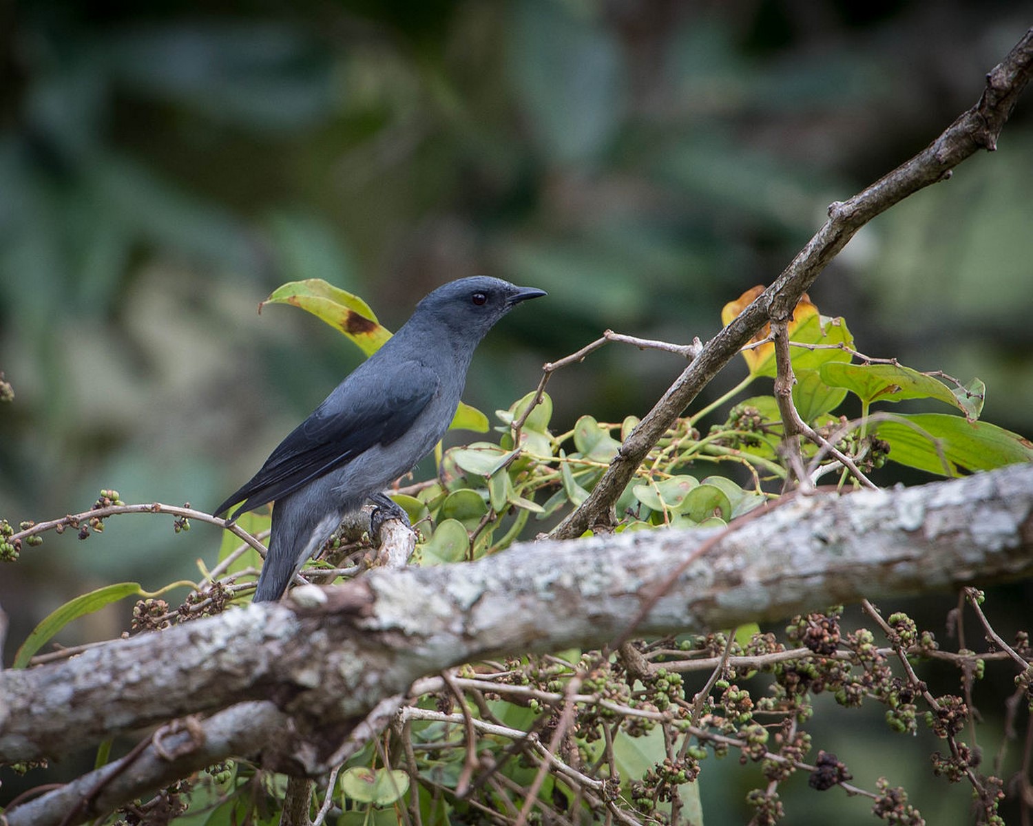 Black winged Cuckooshrike 