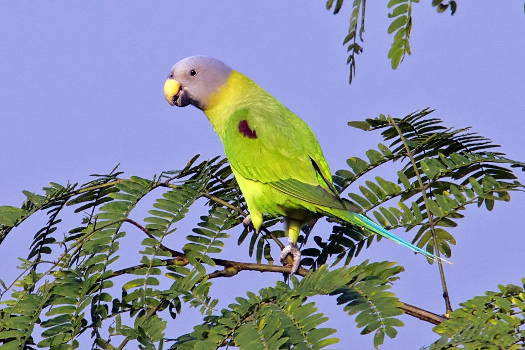 Blossom headed parakeet