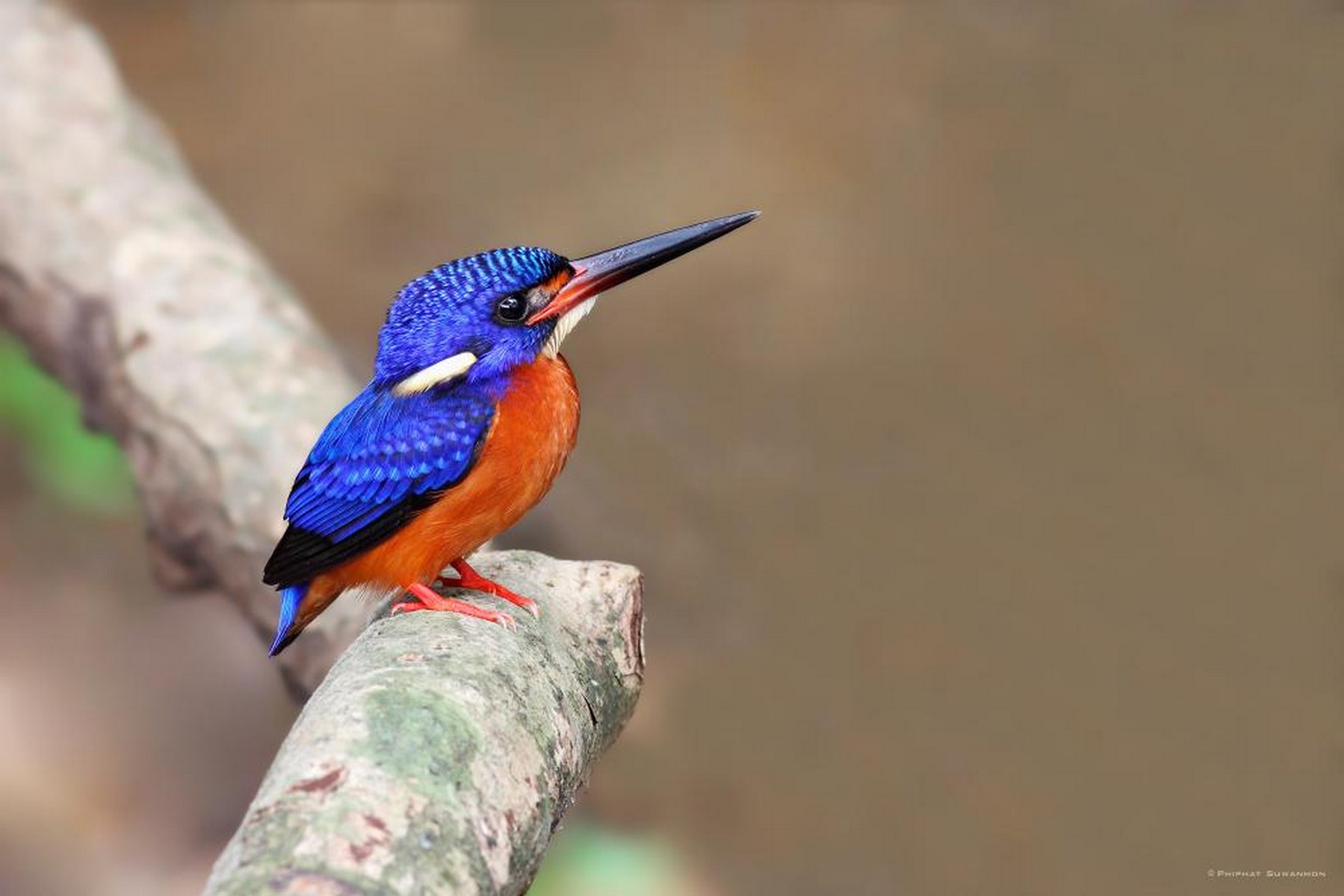 Blue eared Kingfisher