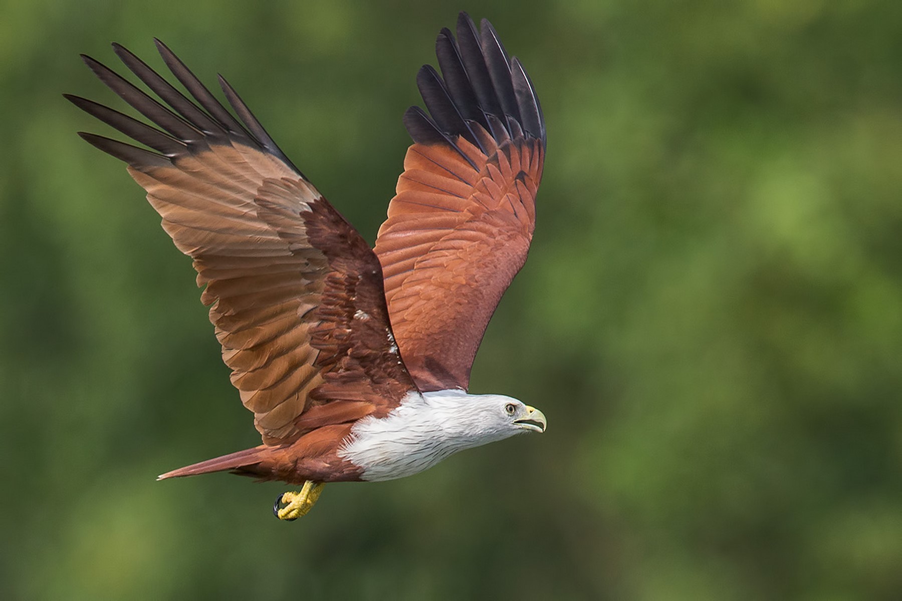 Brahminy kite