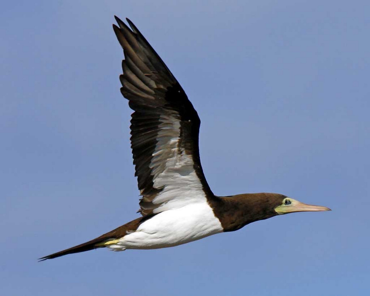 Brown booby