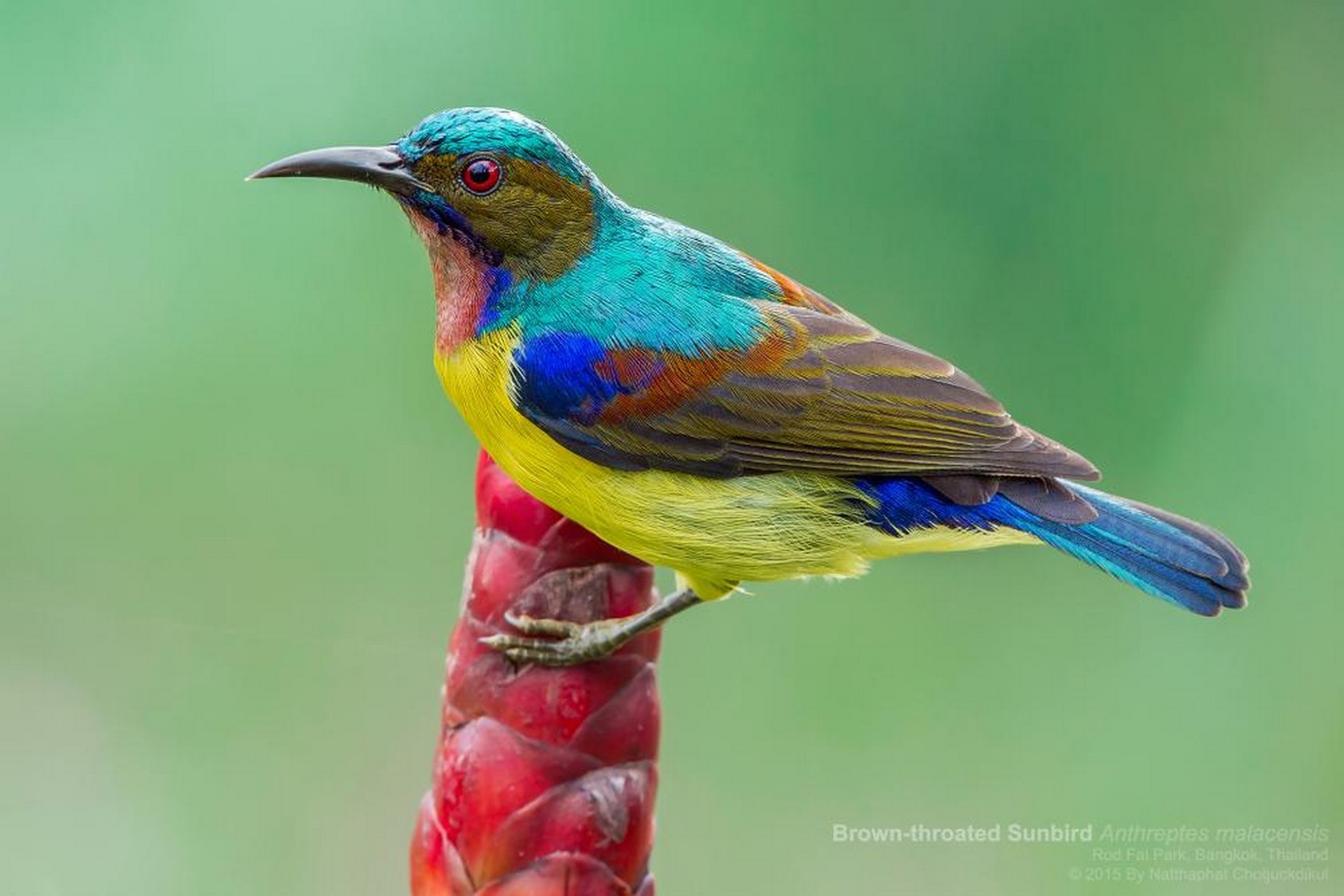 Brown throated sunbird