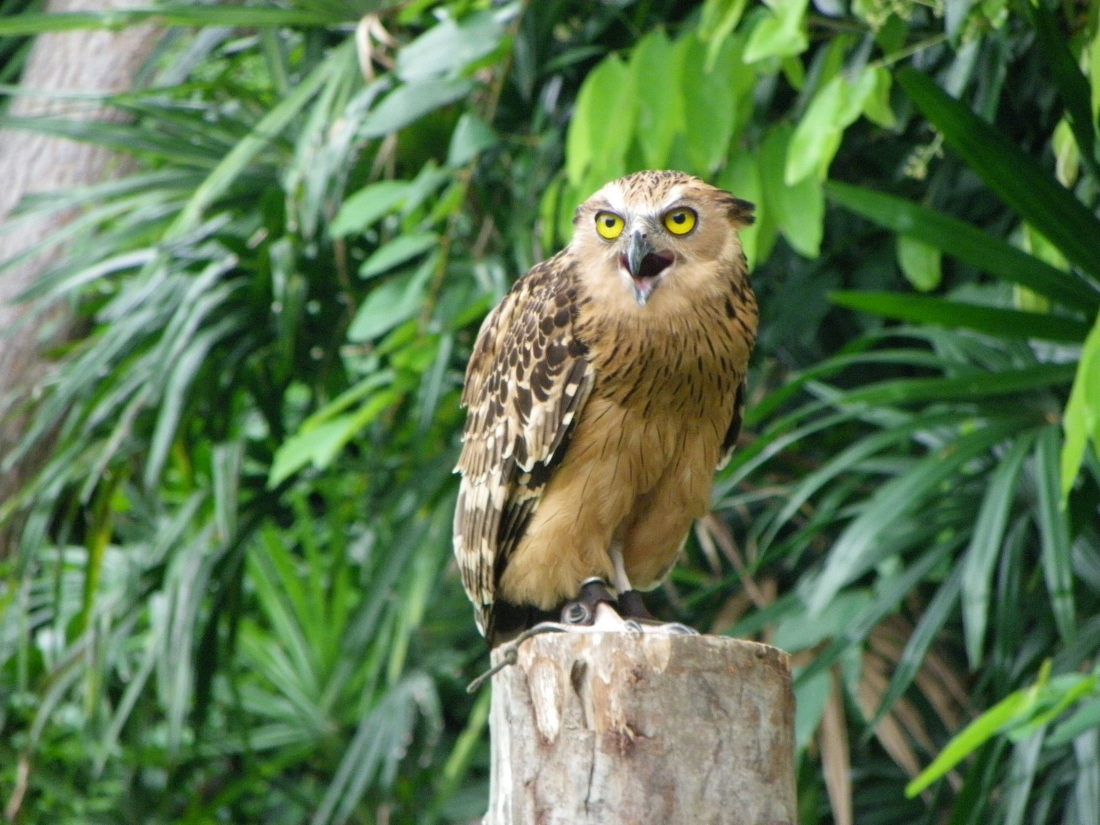 Buffy fish Owl