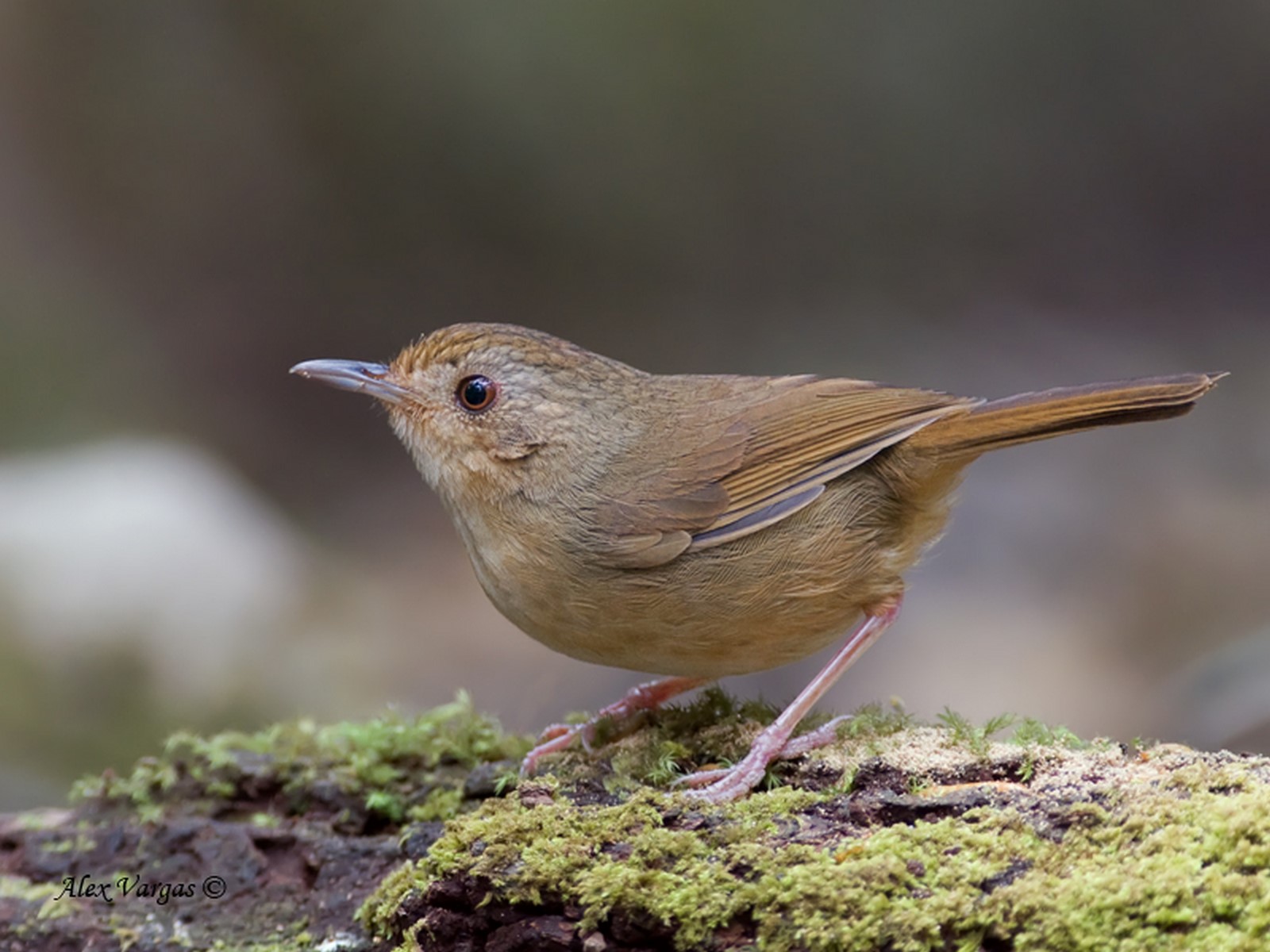 Bulf breasted Babbler