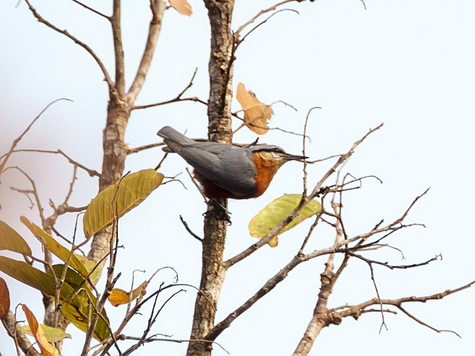 Burmese Nuthatch