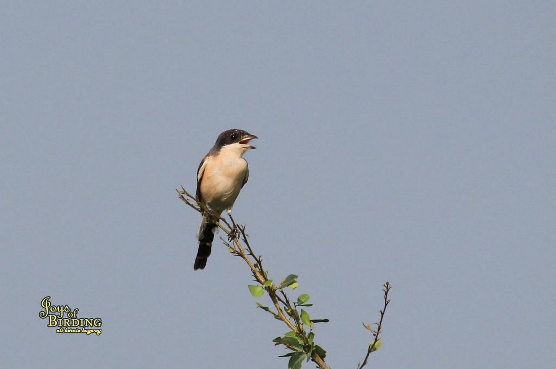 Burmese Shrikes