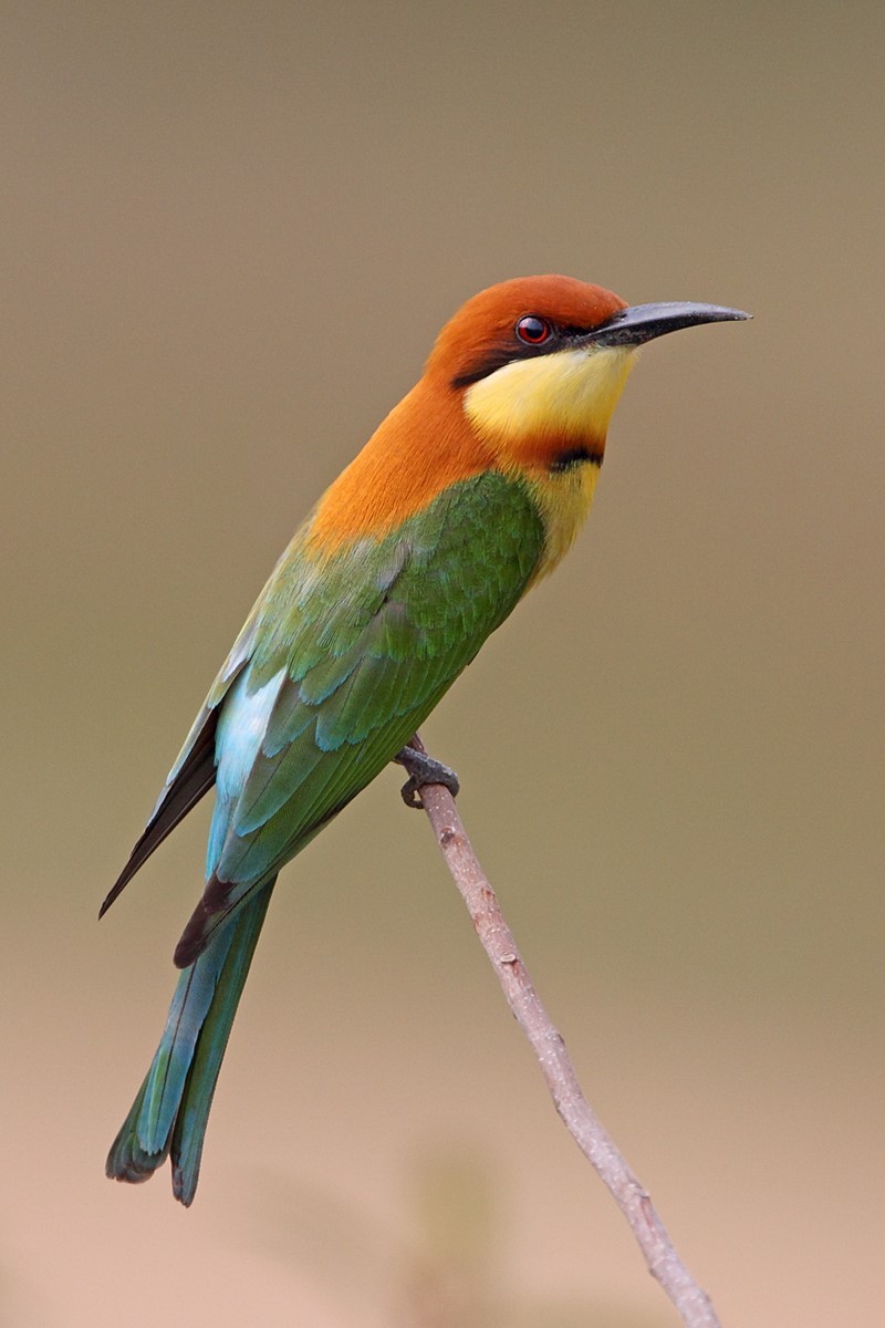 Chestnut headed bee eater