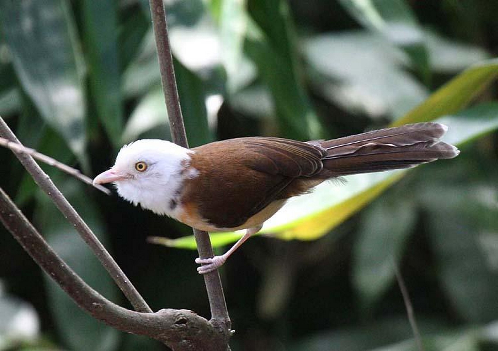 Colared Babbler