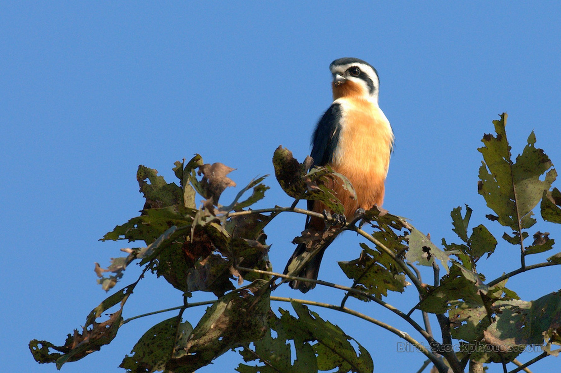 Collared falconet