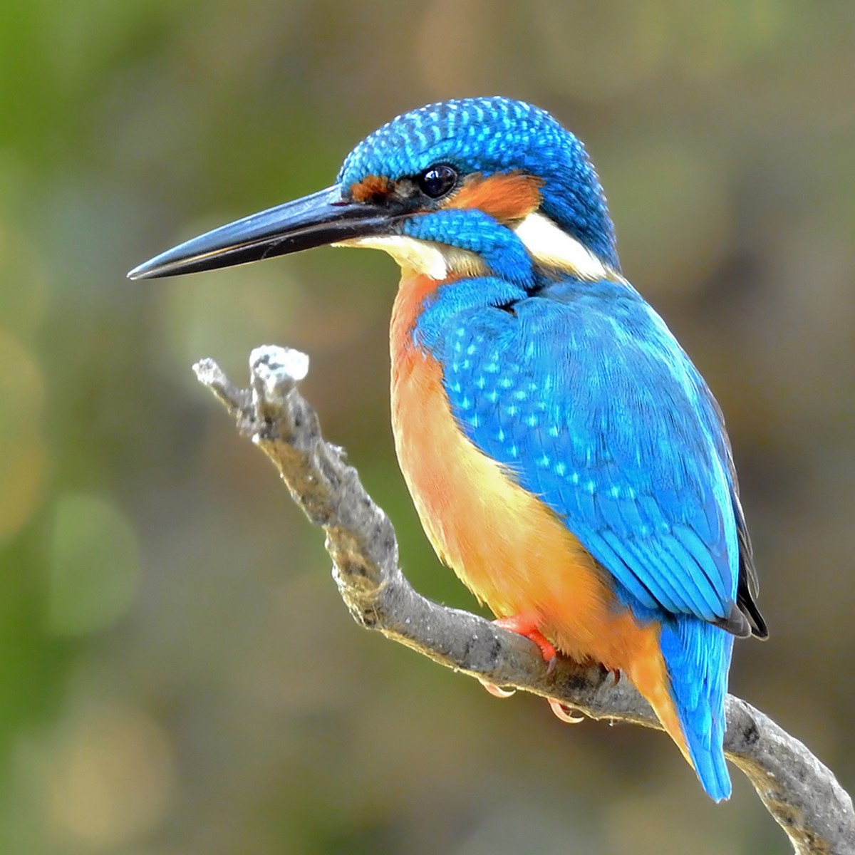 Commong Kingfisher