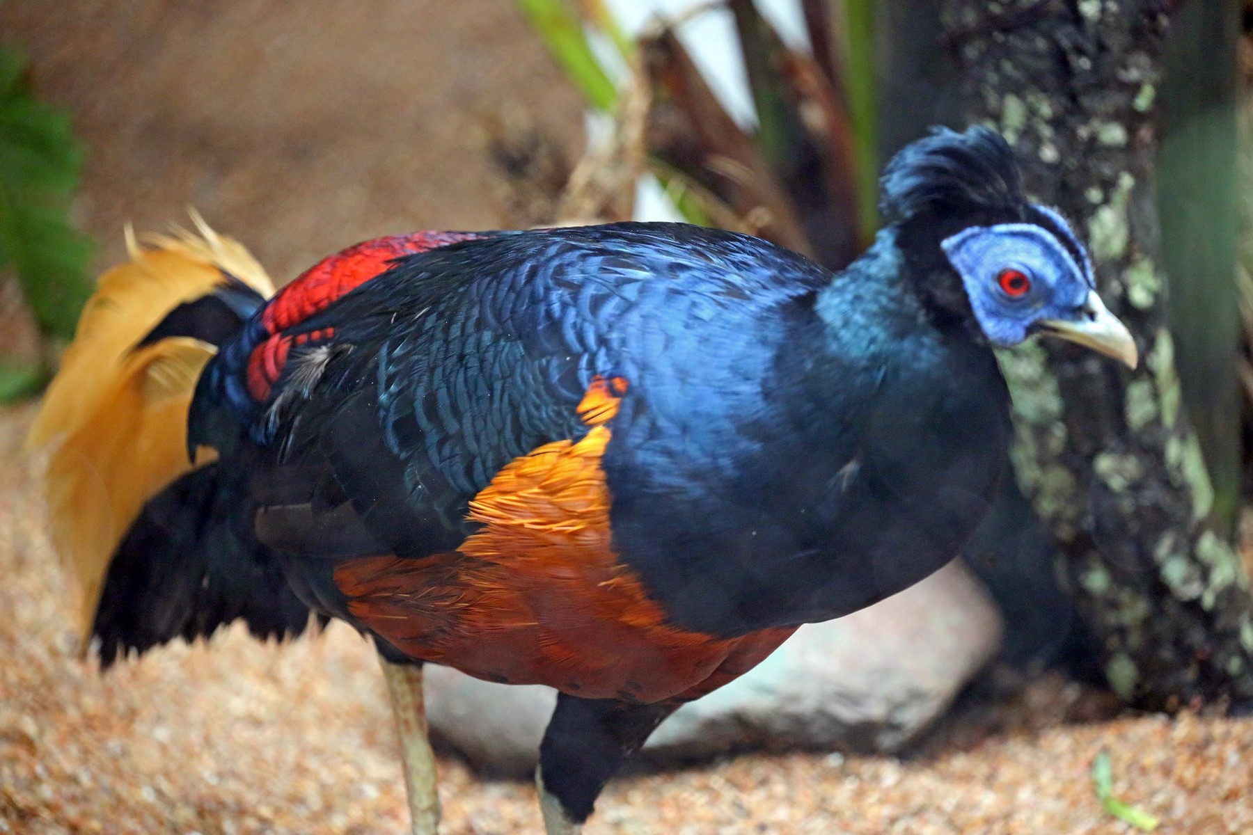 Crested Fireback