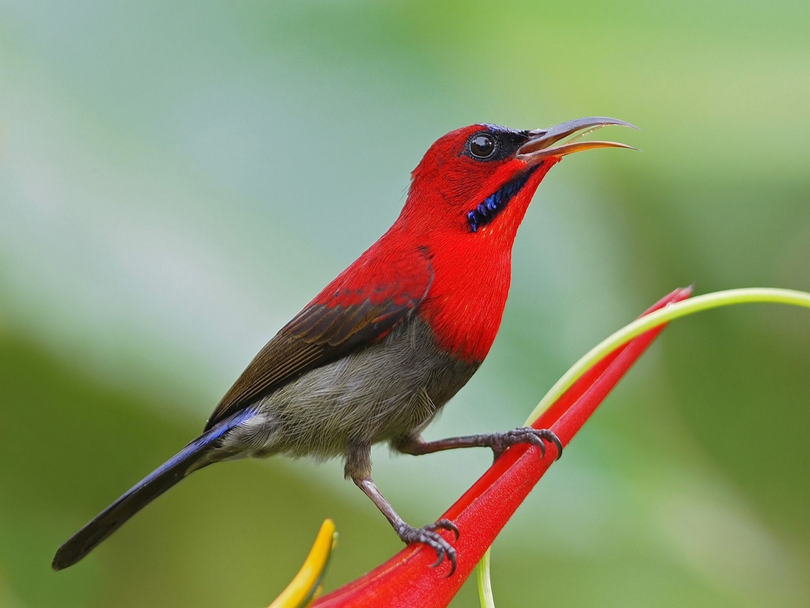 Crimson sunbird