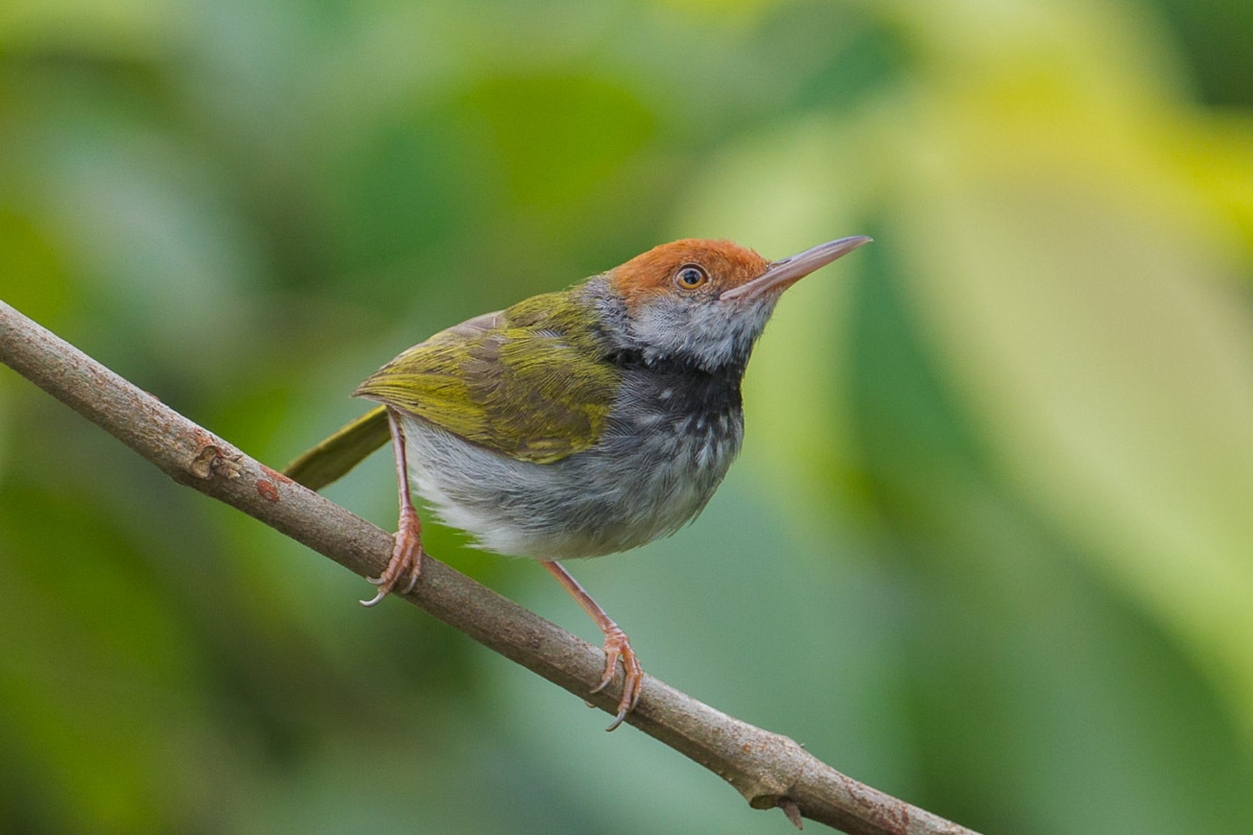 Dark necked Tailorbird