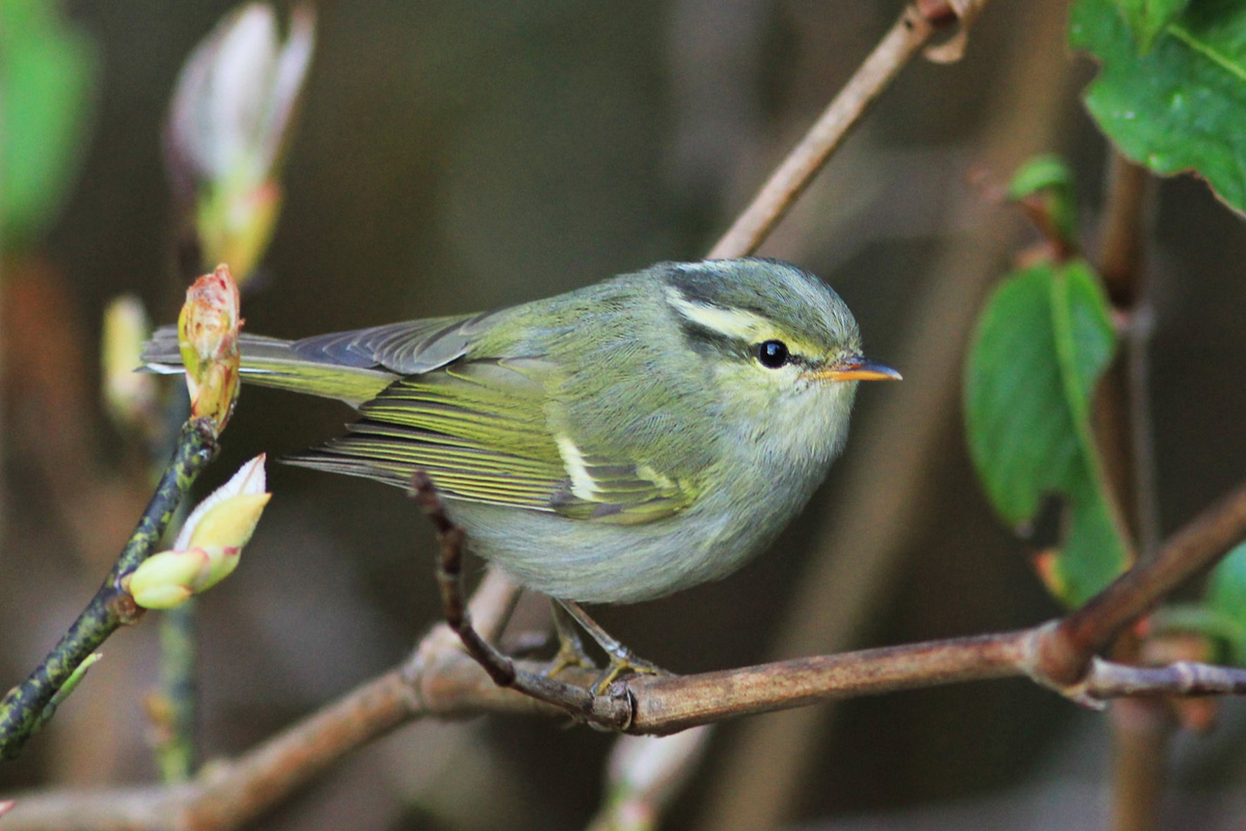 Davison's leaf warbler