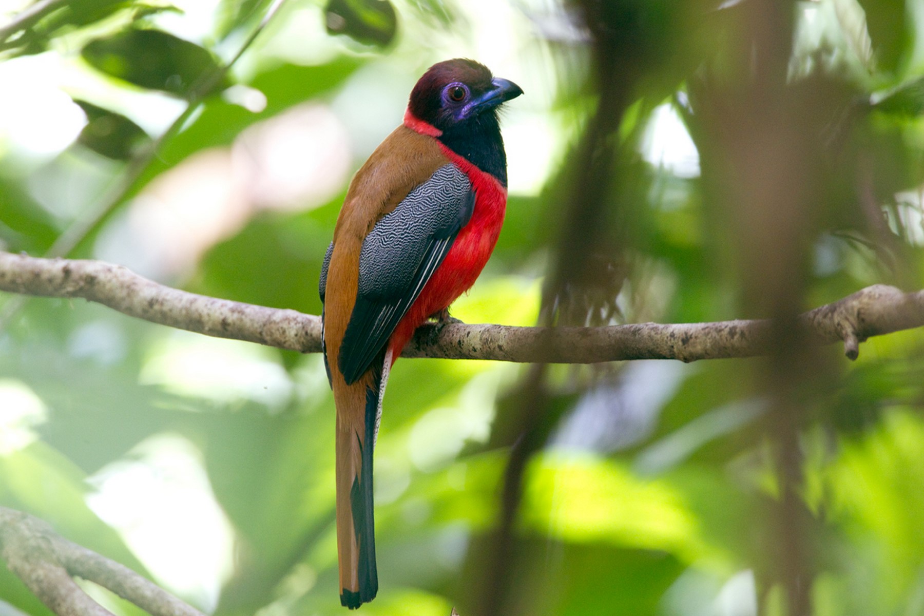 Diards trogon