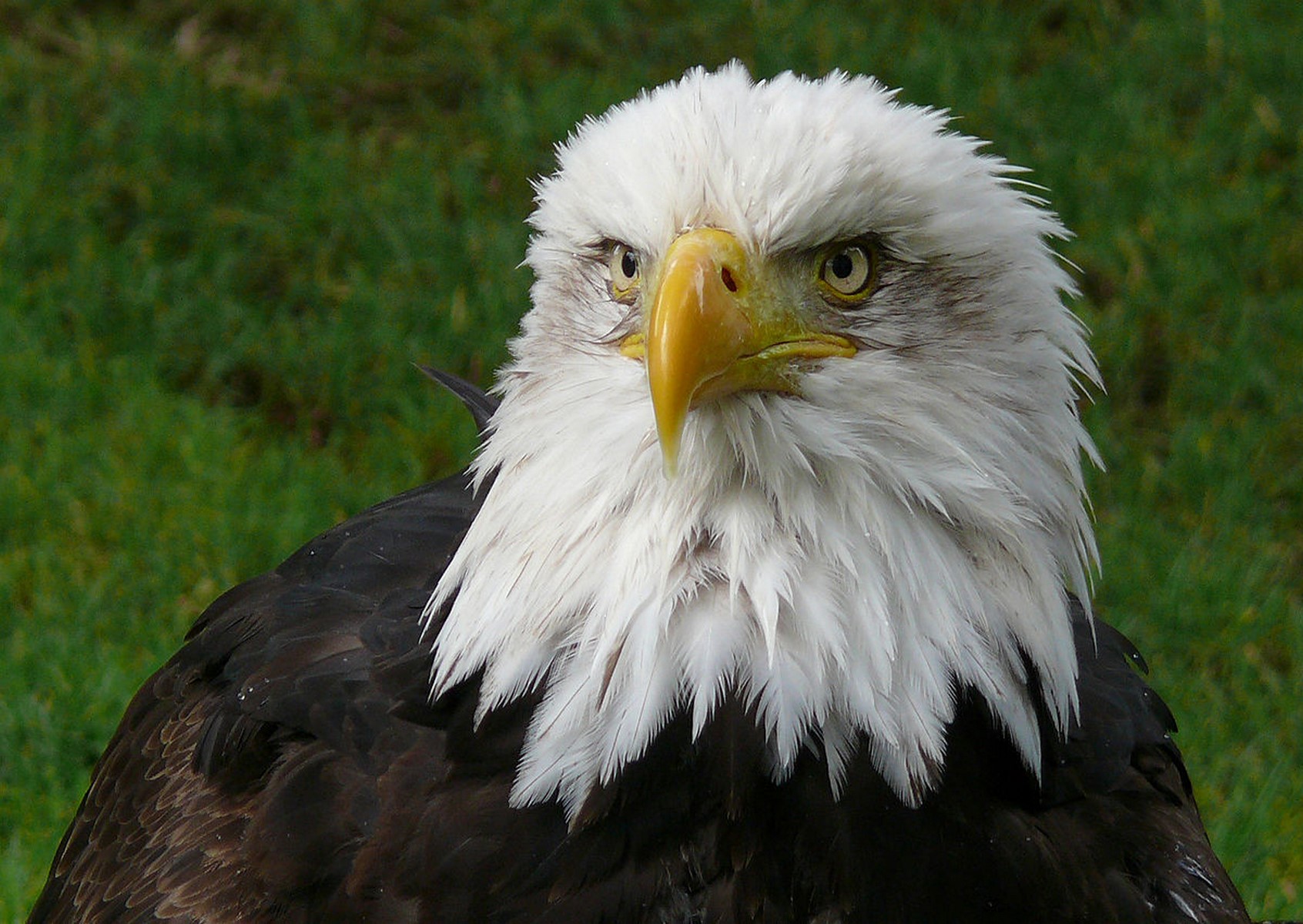 Eagle