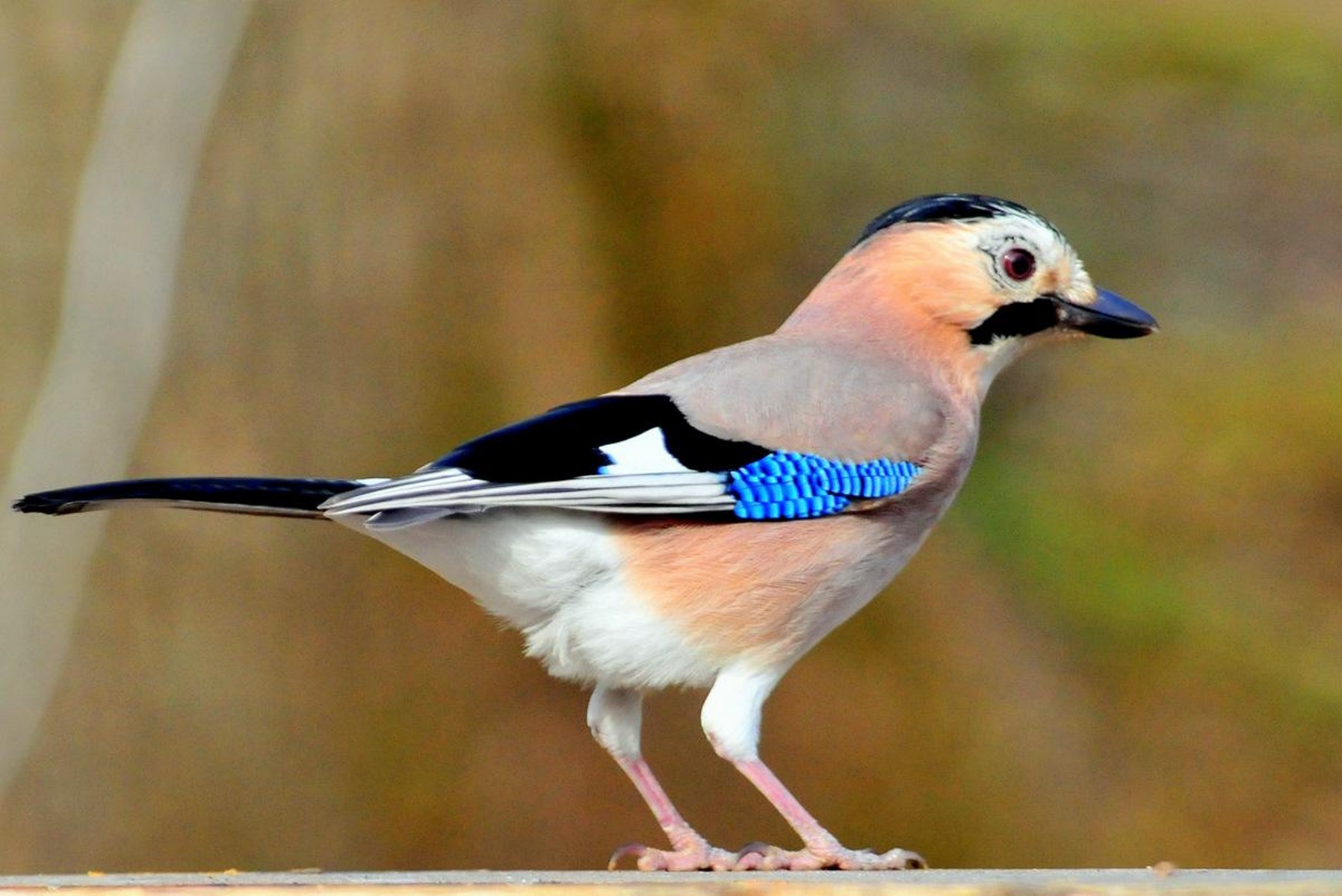 Eurasian Jay