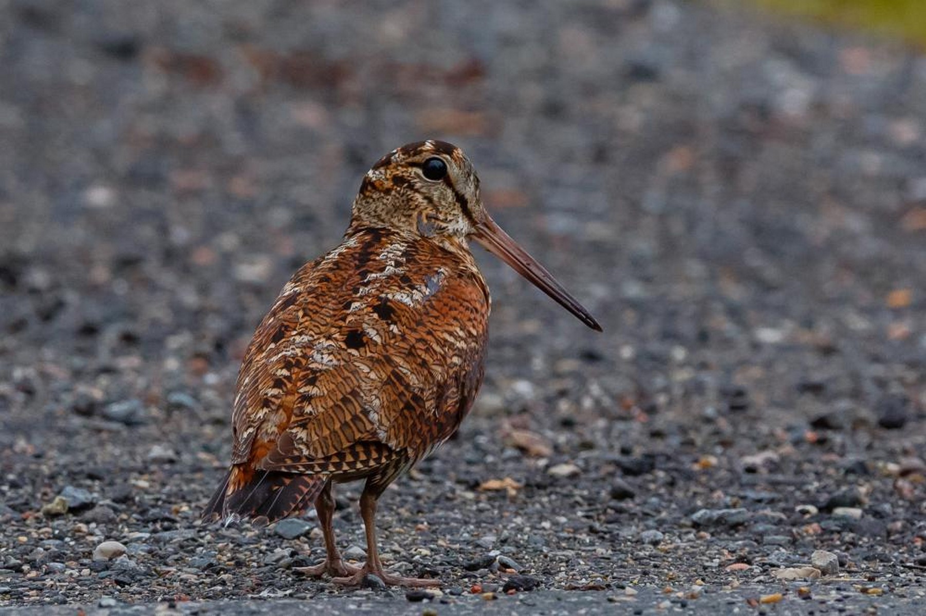 Eurasian woodcock