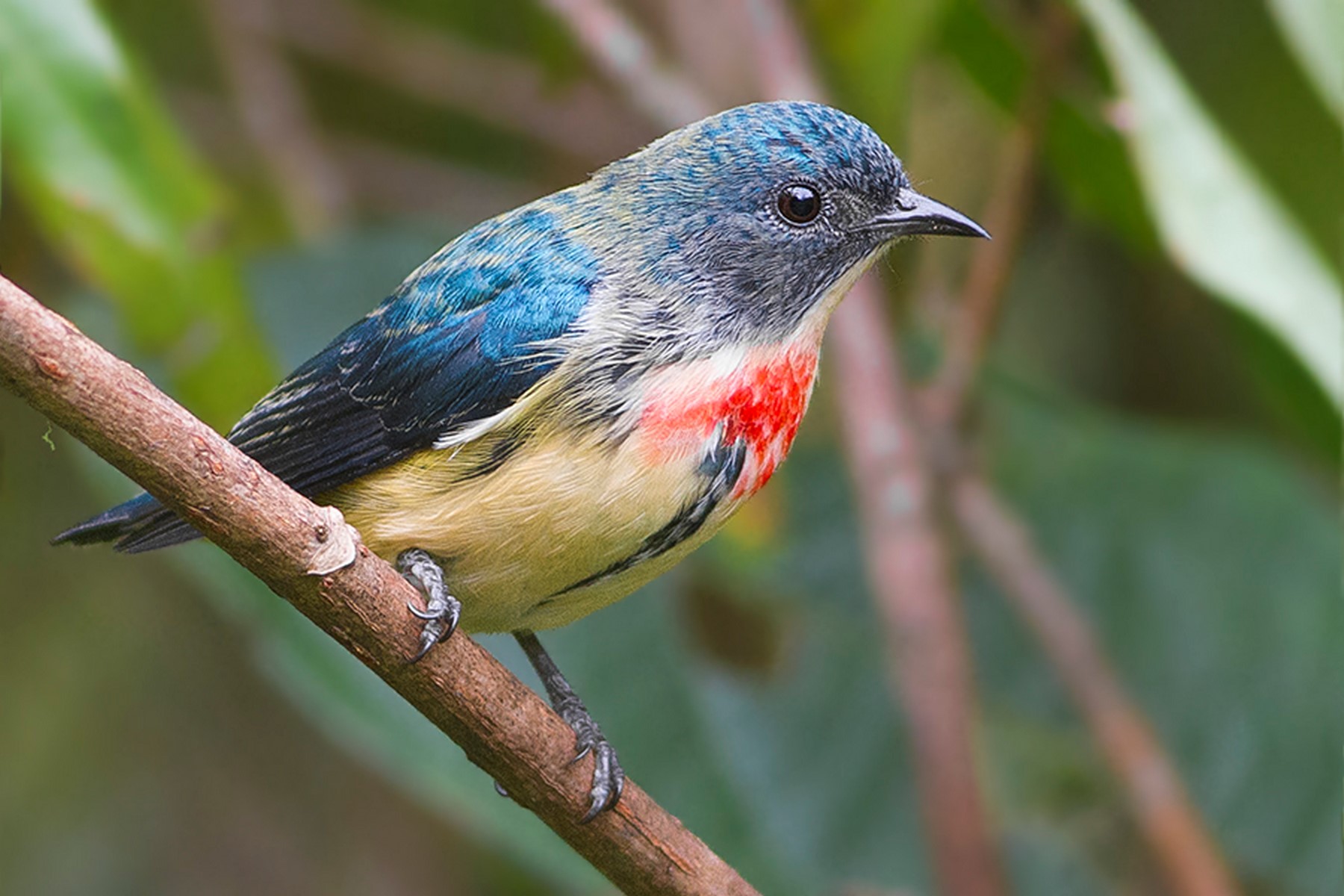 Flowerpecker