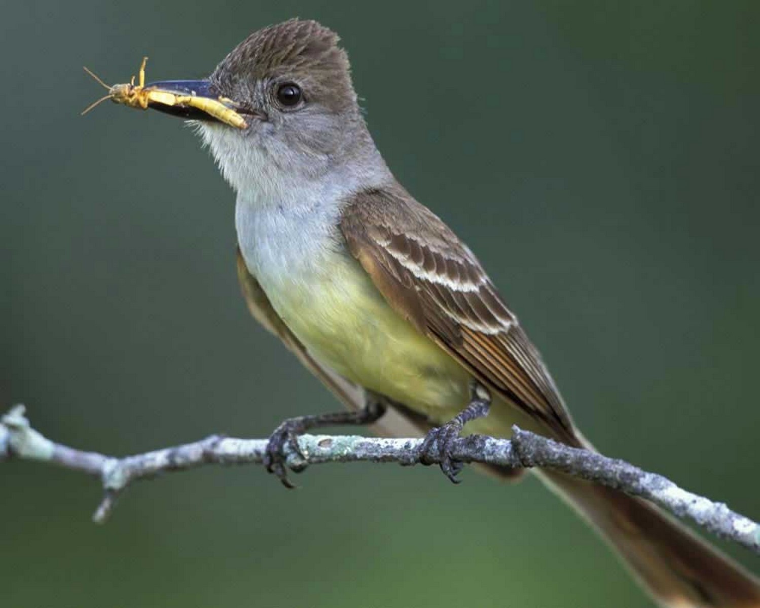 Flycatcher