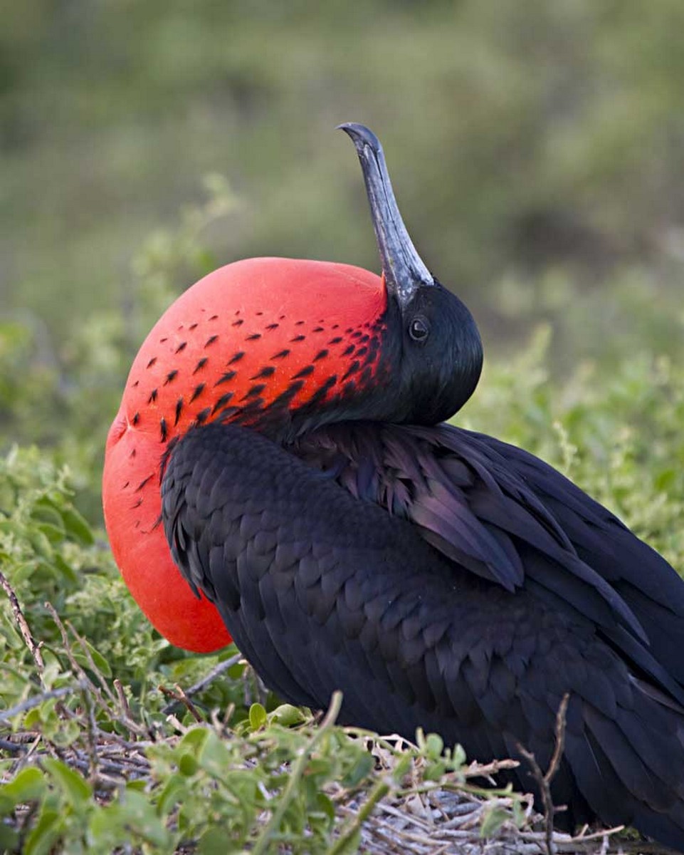 Frigate bird