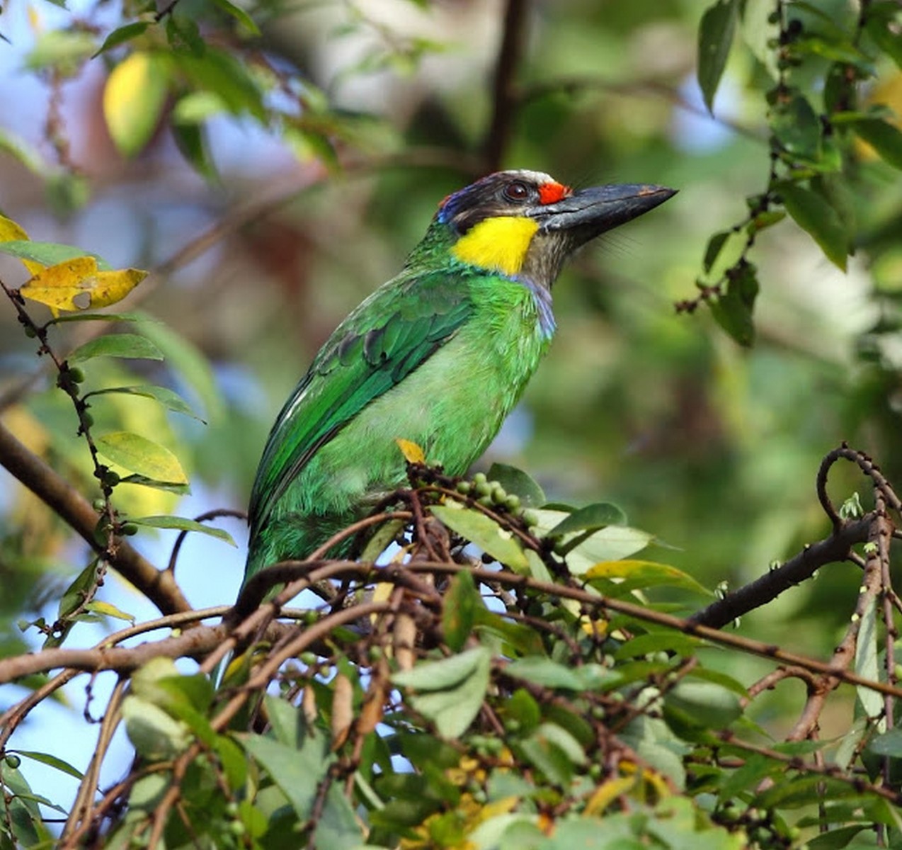 Gold Whiskered Barbet 