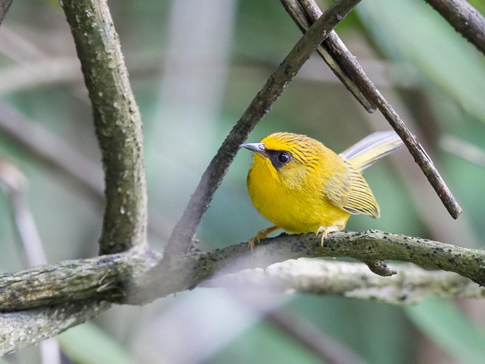 Golden Babbler