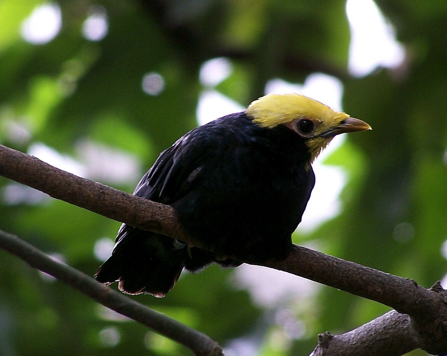 Golden crested myna